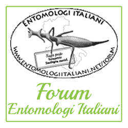Forum Entomologi Italiani