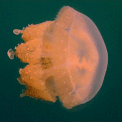 Jellyfishes project