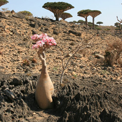 Insect biodiversity of the Socotra Archipelago